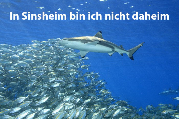 oc_sinsheim_website-seitenbild_900x600_1